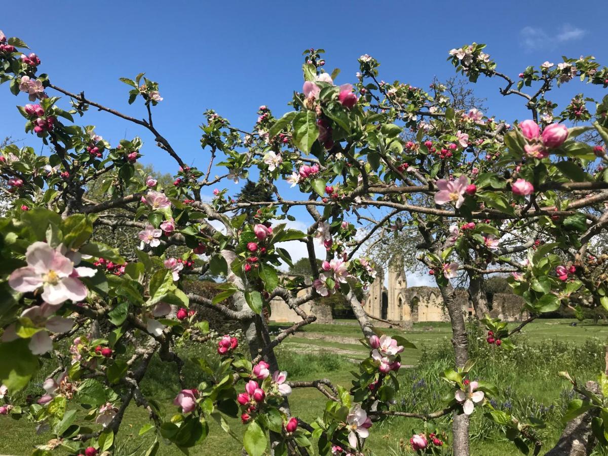 格拉斯顿伯里Magnolia Tree House公寓 外观 照片