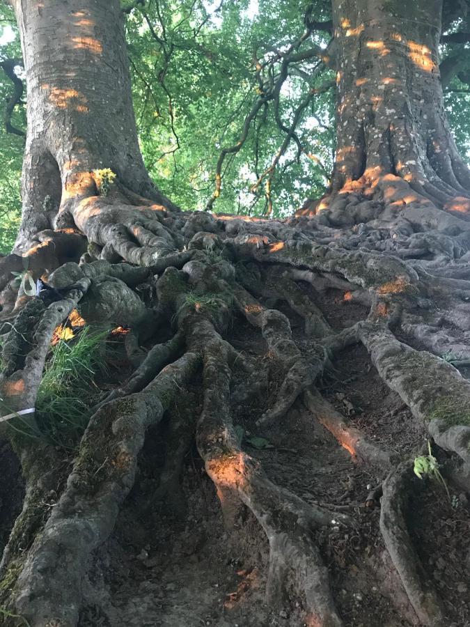 格拉斯顿伯里Magnolia Tree House公寓 外观 照片